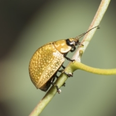 Paropsisterna cloelia at Weetangera, ACT - 26 Feb 2019