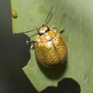 Paropsisterna cloelia at Weetangera, ACT - 26 Feb 2019