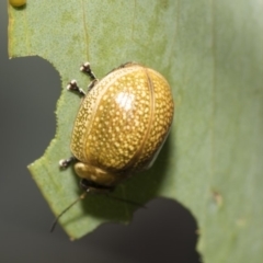 Paropsisterna cloelia at Weetangera, ACT - 26 Feb 2019