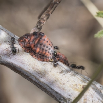 Icerya acaciae (Acacia mealy bug) at Weetangera, ACT - 26 Feb 2019 by AlisonMilton