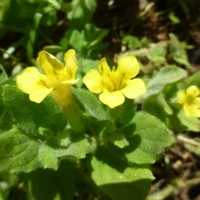 Erythranthe moschata (Musk) at Cotter River, ACT - 2 Mar 2019 by RWPurdie