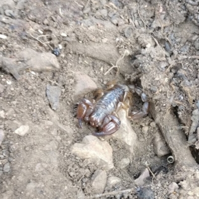 Urodacus manicatus (Black Rock Scorpion) at Bruce, ACT - 1 Mar 2019 by LankyMoth