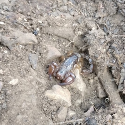 Urodacus manicatus (Black Rock Scorpion) at Bruce Ridge to Gossan Hill - 1 Mar 2019 by LankyMoth