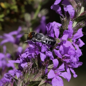 Megachile aurifrons at Paddys River, ACT - 3 Mar 2019 12:37 PM