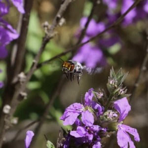 Megachile aurifrons at Paddys River, ACT - 3 Mar 2019