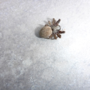 Badumna (genus) at Reid, ACT - 5 Jan 2017 09:59 AM