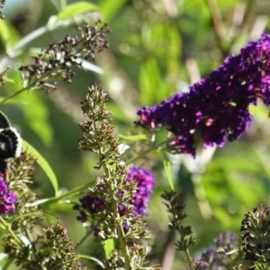 Phalaenoides glycinae at Hughes, ACT - 3 Mar 2019