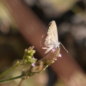 Theclinesthes serpentata at Hughes, ACT - 3 Mar 2019