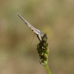 Theclinesthes serpentata at Hughes, ACT - 3 Mar 2019