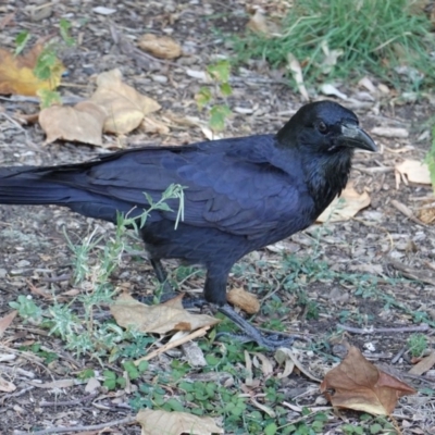 Corvus coronoides (Australian Raven) at Phillip, ACT - 3 Mar 2019 by JackyF