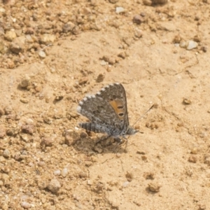 Lucia limbaria at Cook, ACT - 26 Feb 2019 01:12 PM