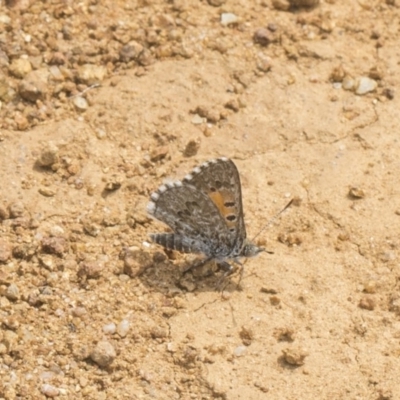 Lucia limbaria (Chequered Copper) at Cook, ACT - 26 Feb 2019 by Alison Milton