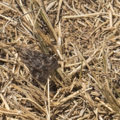 Achyra affinitalis (Cotton Web Spinner, Pyraustinae) at Cook, ACT - 26 Feb 2019 by AlisonMilton