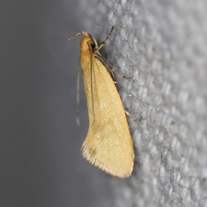 Telocharacta hemicroca at O'Connor, ACT - 25 Feb 2019