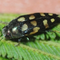 Astraeus (Astraeus) dilutipes (A jewel beetle) at Kambah, ACT - 2 Mar 2019 by Harrisi