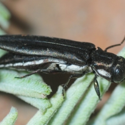 Agrilus hypoleucus (Hypoleucus jewel beetle) at Cotter River, ACT - 2 Mar 2019 by Harrisi