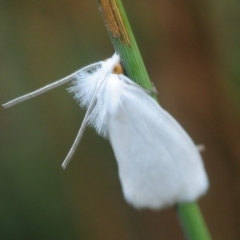 Tipanaea patulella (A Crambid moth) at Lower Cotter Catchment - 2 Mar 2019 by Harrisi