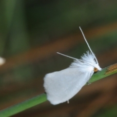 Tipanaea patulella at Cotter River, ACT - 2 Mar 2019 03:12 PM