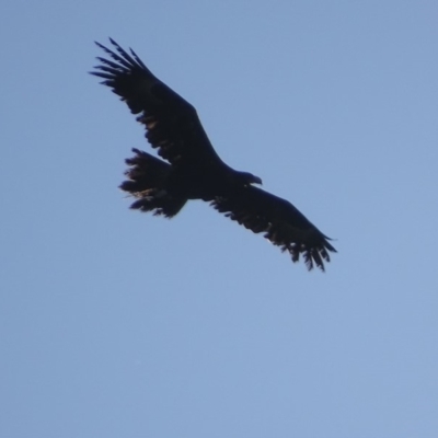 Aquila audax (Wedge-tailed Eagle) at Red Hill, ACT - 23 Feb 2019 by roymcd