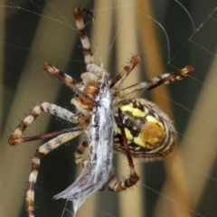 Argiope trifasciata (Banded orb weaver) at Hackett, ACT - 3 Mar 2019 by TimL