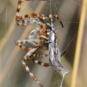 Argiope trifasciata at Hackett, ACT - 3 Mar 2019 12:41 PM