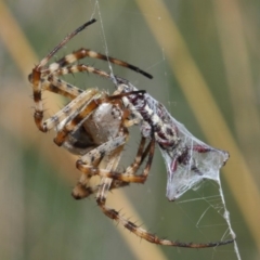 Argiope trifasciata at Hackett, ACT - 3 Mar 2019 12:41 PM