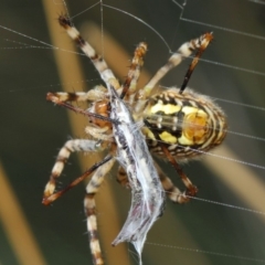 Argiope trifasciata at Hackett, ACT - 3 Mar 2019 12:41 PM