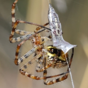 Argiope trifasciata at Hackett, ACT - 3 Mar 2019 12:41 PM