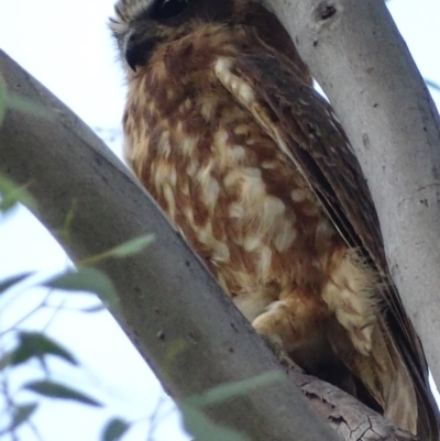 Ninox boobook (Southern Boobook) at Red Hill, ACT - 1 Mar 2019 by roymcd