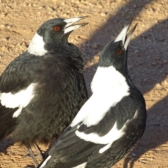 Gymnorhina tibicen at Garran, ACT - 3 Mar 2019