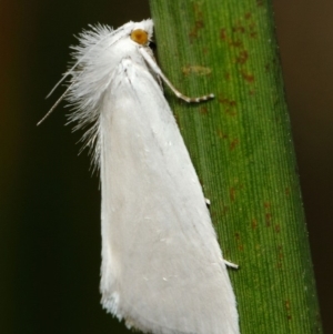 Tipanaea patulella at Acton, ACT - 28 Feb 2019 09:40 AM