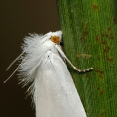 Tipanaea patulella at Acton, ACT - 28 Feb 2019 09:40 AM