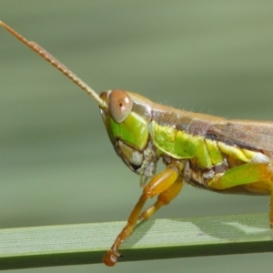 Bermius brachycerus at Acton, ACT - 3 Mar 2019