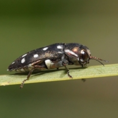 Diphucrania duodecimmaculata (12-spot jewel beetle) at Acton, ACT - 3 Mar 2019 by TimL