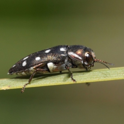 Diphucrania duodecimmaculata (12-spot jewel beetle) at Acton, ACT - 3 Mar 2019 by TimL