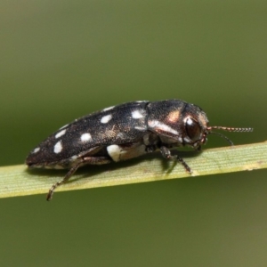 Diphucrania duodecimmaculata at Acton, ACT - 3 Mar 2019