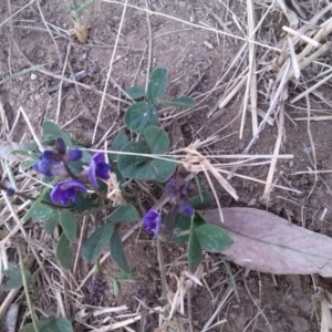 Glycine tabacina at Curtin, ACT - 4 Mar 2019 07:46 AM