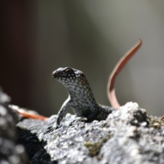 Egernia cunninghami (Cunningham's Skink) at Paddys River, ACT - 2 Mar 2019 by frostydog