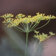 Foeniculum vulgare (Fennel) at Tharwa, ACT - 3 Feb 2019 by MichaelBedingfield