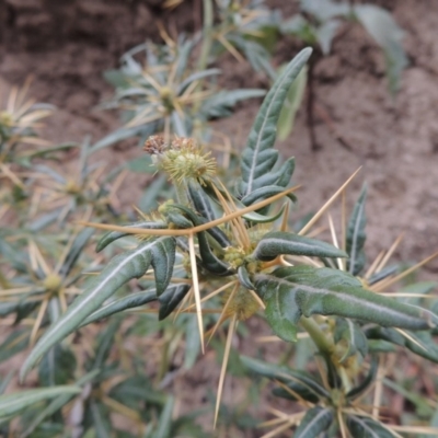 Xanthium spinosum (Bathurst Burr) at Tharwa, ACT - 3 Feb 2019 by michaelb