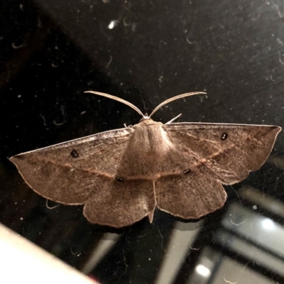 Phallaria ophiusaria (Large Leaf Moth) at Googong, NSW - 2 Mar 2019 by Wandiyali