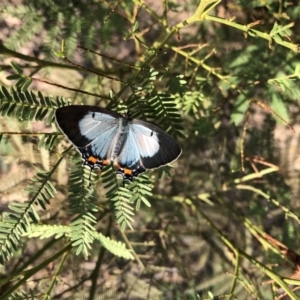 Jalmenus evagoras at O'Connor, ACT - 4 Mar 2019 09:30 AM