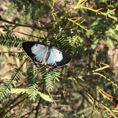 Jalmenus evagoras (Imperial Hairstreak) at O'Connor, ACT - 4 Mar 2019 by andrew.gleeson@netspeed.com.au