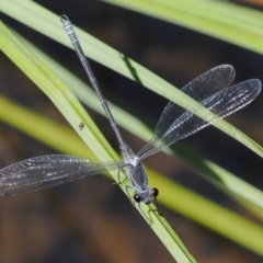 Austroargiolestes icteromelas at Booth, ACT - 14 Jan 2019