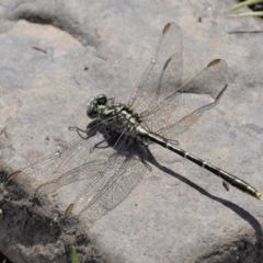 Austrogomphus guerini (Yellow-striped Hunter) at Booth, ACT - 13 Jan 2019 by KenT