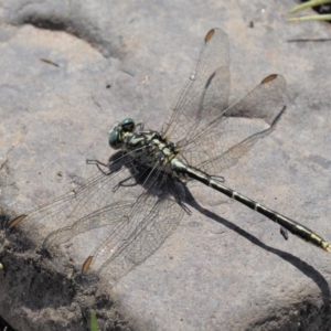 Austrogomphus guerini at Booth, ACT - 14 Jan 2019 09:50 AM