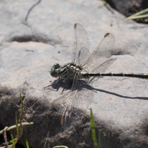 Austrogomphus guerini at Booth, ACT - 14 Jan 2019