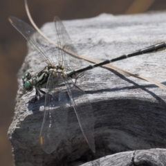 Austrogomphus guerini at Booth, ACT - 14 Jan 2019