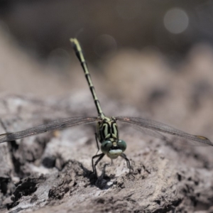 Austrogomphus guerini at Booth, ACT - 14 Jan 2019