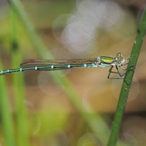 Austrolestes cingulatus at Booth, ACT - 14 Jan 2019 09:47 AM